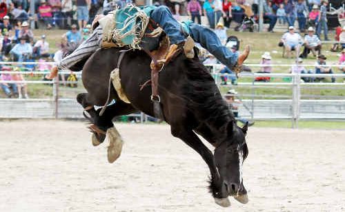 Quirindi rider Darren Clarke rides into second place in the open bareback ride at the Warwick Rodeo yesterday. Quirindi rider Darren Clarke rides into second place in the open bareback ride at the Warwick Rodeo yesterday.